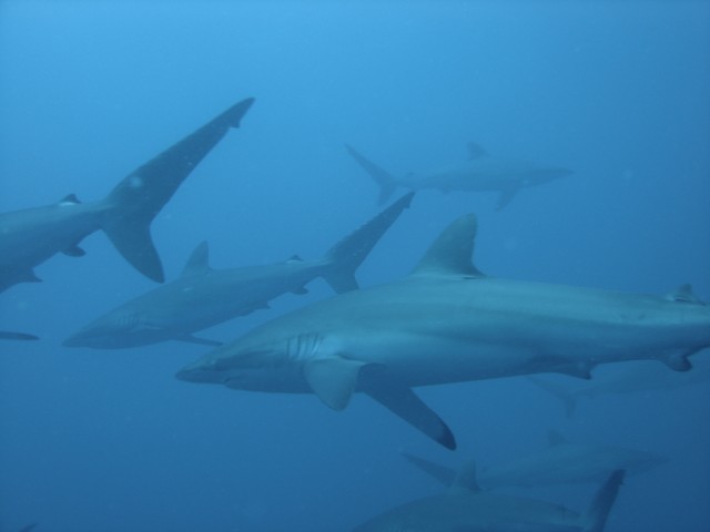 School of Sharks - Tiburón sedoso (Carcharhinus falciformis)