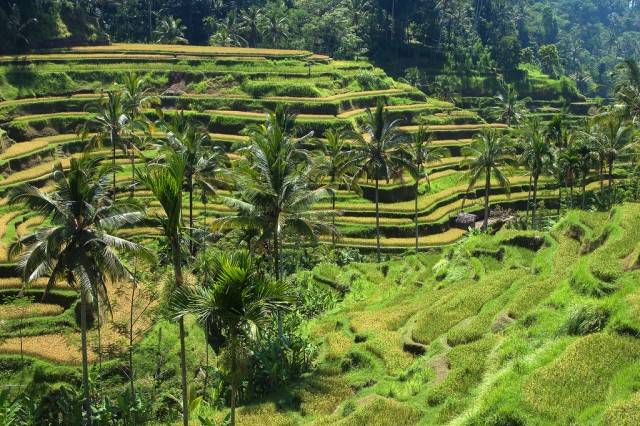 Palm trees and terraced rice fields